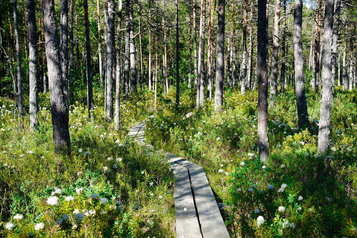 Laudtee Lahemaa metsas